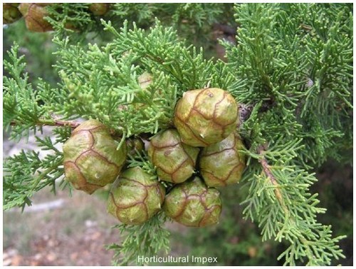 Cupressus Sempervirens