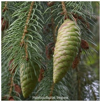 Picea Smithiana