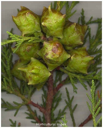 Cupressus Torulosa