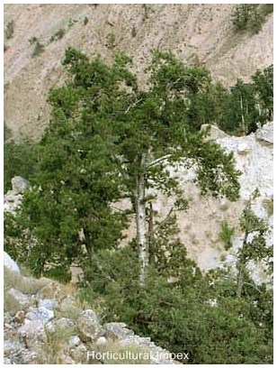 Pinus Gerardiana
