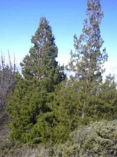 Pinus Patula