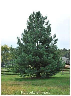 Pinus Wallichiana