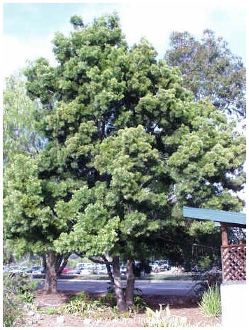 Podocarpus Gracilior
