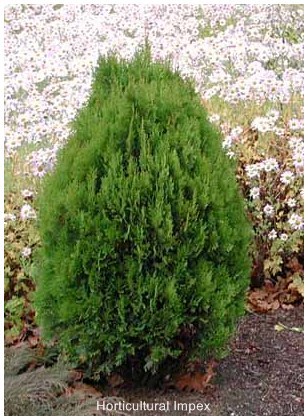 Platycladus Orientalis