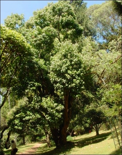 Acer Oblongum
