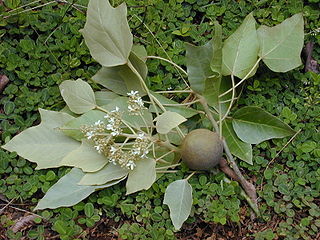Aleurites Moluccana