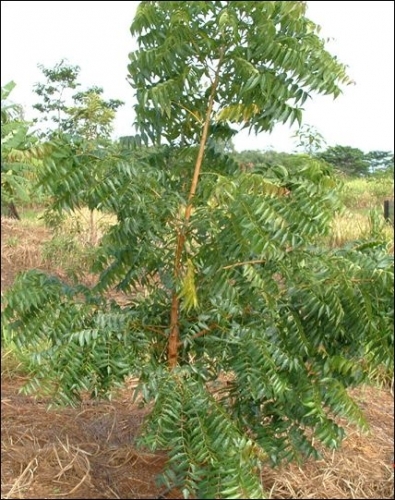 Azadirachta Indica