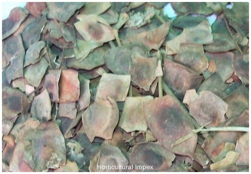 Dalbergia Sissoo