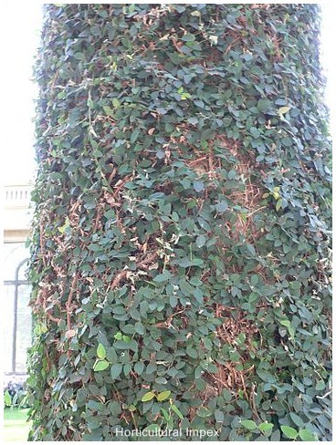 Ficus Benghalensis