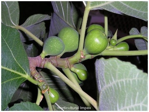 Ficus benjamina