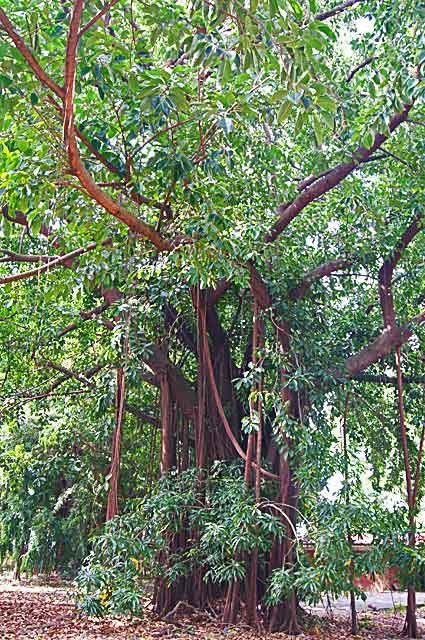 Ficus elastica