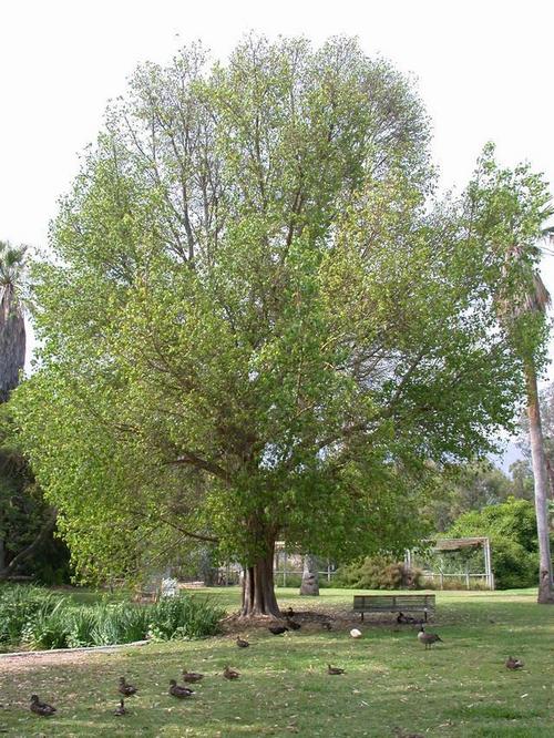 Ficus Religiosa 