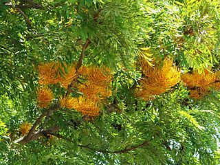 Grevillea Robusta