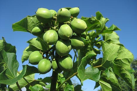 Jatropha Curcas