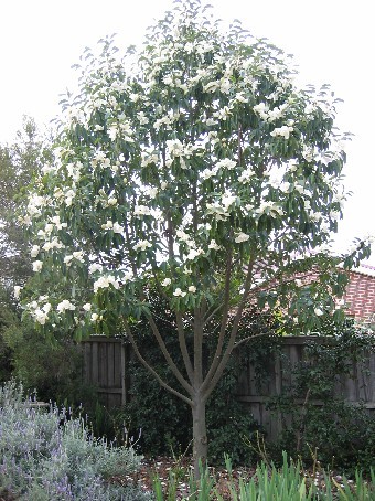 Magnolia Grandiflora