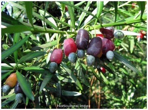 Podocarpus Macrophyllus - 20m Height, 6-12cm Leaves, 10-20mm Berries | Hardy Evergreen, Ornamental, Adaptable, Low Maintenance