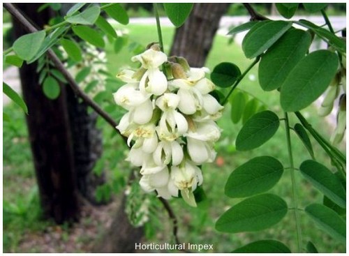 Robinia Pseudoacacia