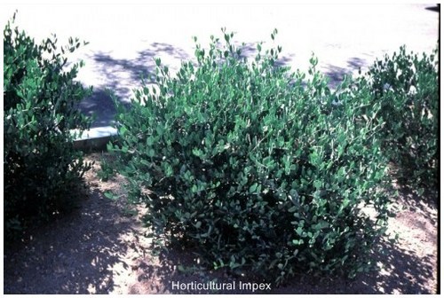 Simmondsia Chinensis