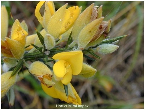 Ulex Europaeus