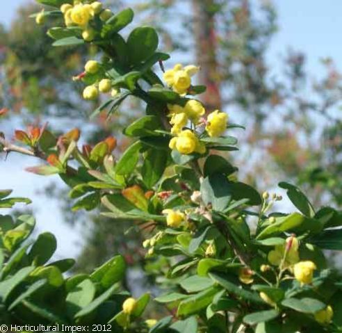 Berberis aristata