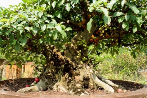 Ficus glomerata