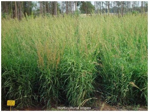 Cymbopogon flexuosus