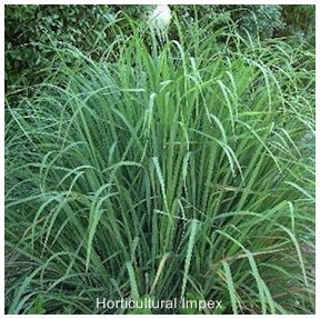Cymbopogon flexuosus