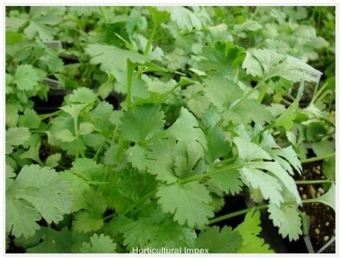 Coriandrum Sativum