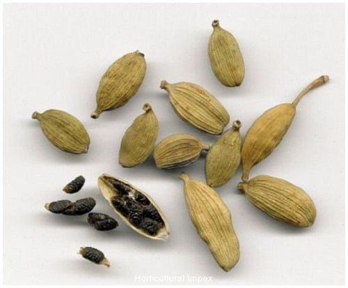 Elettaria Cardamomum