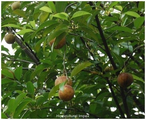 Myristica Fragrans