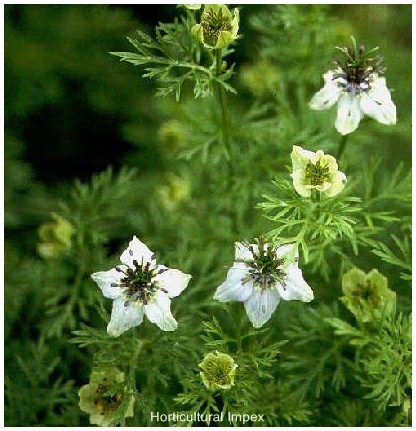 Nigella Sativa