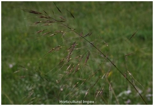 Grass & Fodder Seeds