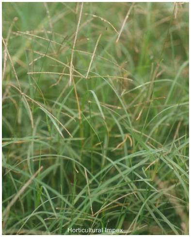 Cynodon Dactylon