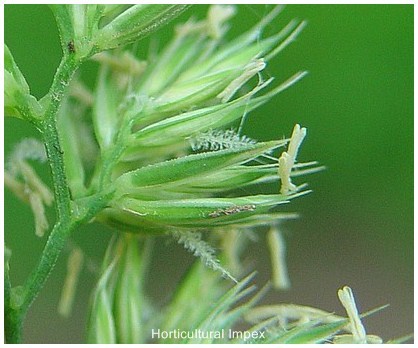 Dactylis Glomerata