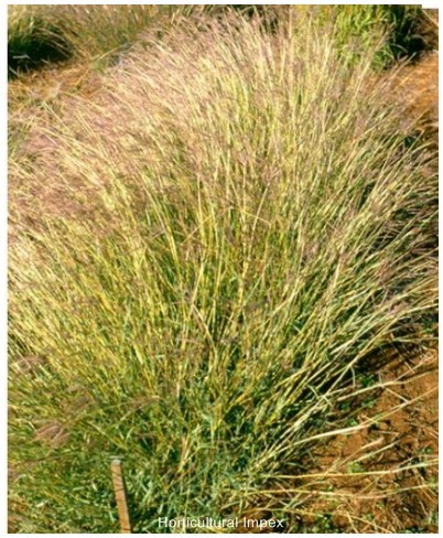 Dichanthium