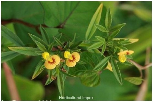 Stylosanthes Hamata