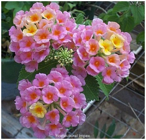 Lantana camara