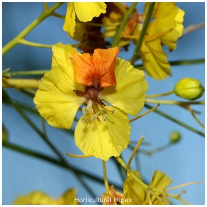 Parkinsonia Aculeata
