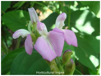 Canavalia Ensiformis