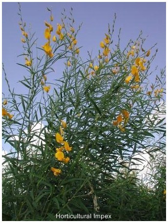 Crotalaria Juncea