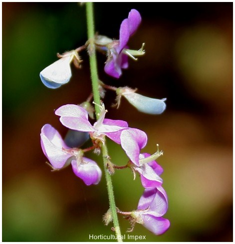 Desmodium Gangeticum