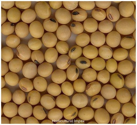 Cover Crops & Green Manuring Seeds
