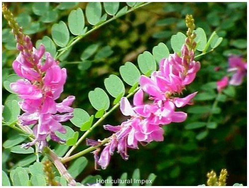 Indigofera Tinctoria
