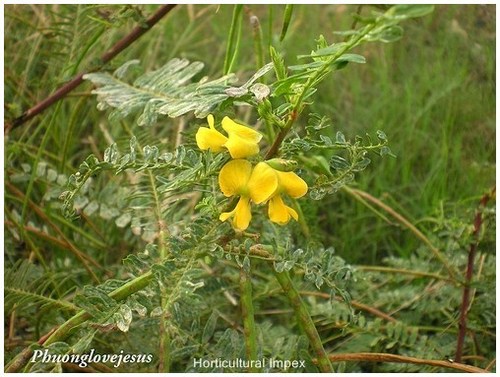 Sesbania Sesban