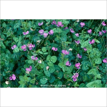 Vigna Unguiculata