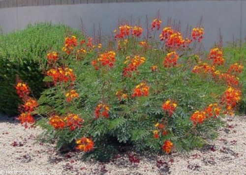 Caesalpinia Pulcherrima Caesalpinia Pulcherrima