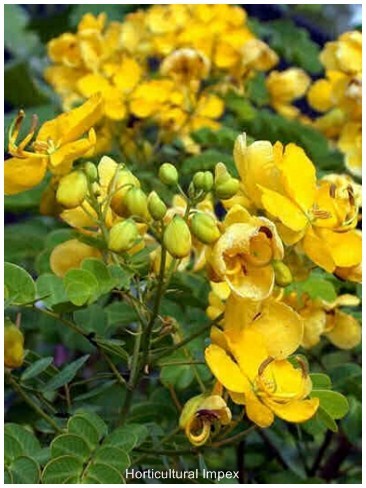 Cassia Fistula