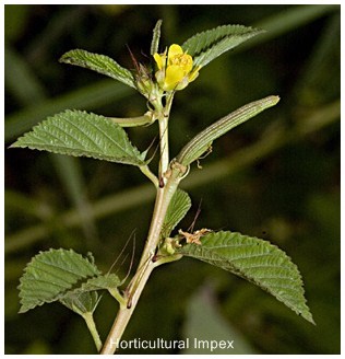 Corchorus Olitorius