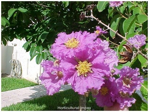 Lagerstroemia Indica