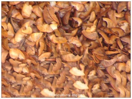 Ornamental Shrub Seeds